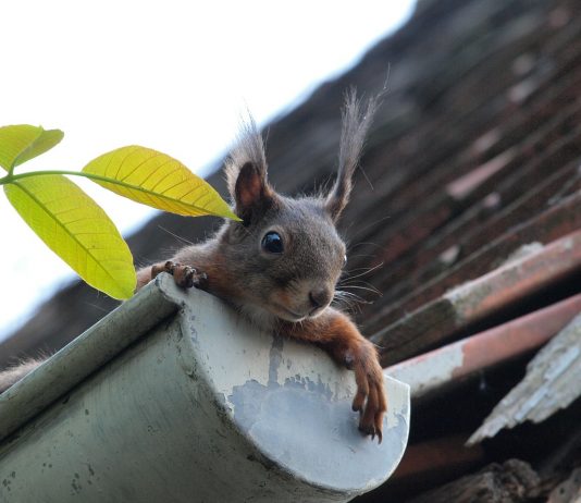 Best Gutter Guards Best Gutter Guards