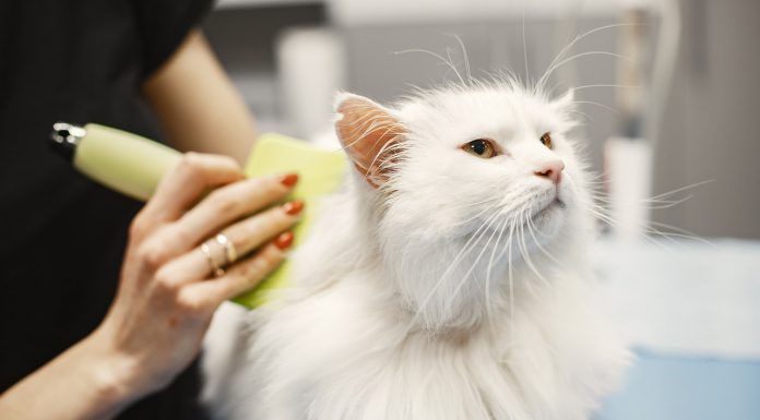 What Can Cat Groomer Do? What Can Cat Groomer Do