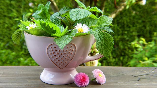 Grow your own herb tea garden