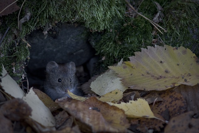 Voles