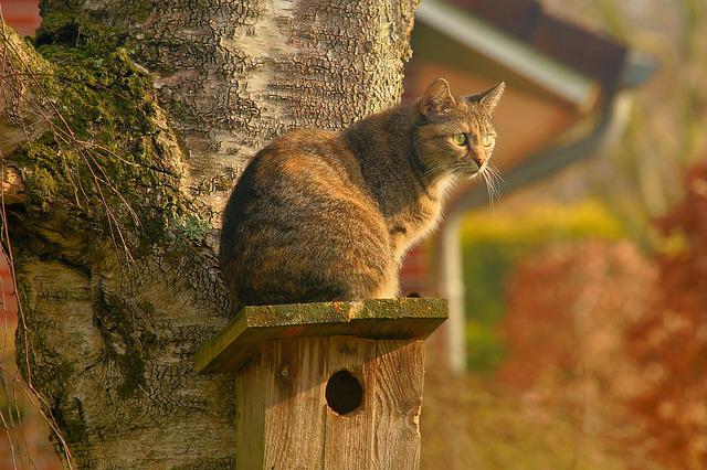 cat-bird-house-domestic-cat-garden