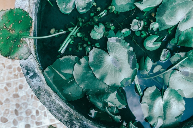 hosta-plant-with-green-leaves-in-garden