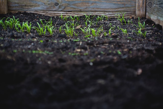 main layer of raised flower beds