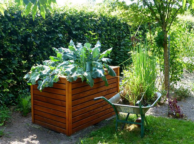 raised bed