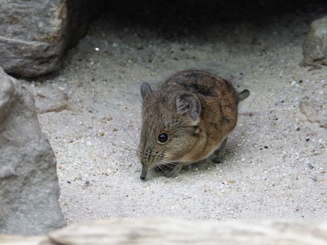 short-eared-elephant-shrews