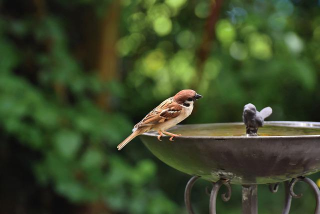sparrow-sperling-bird-bird-bath