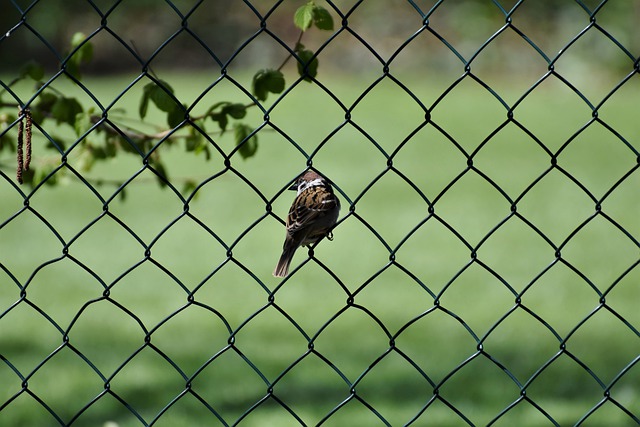 Equip the top of fences