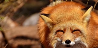 How to keep foxes out of your garden
