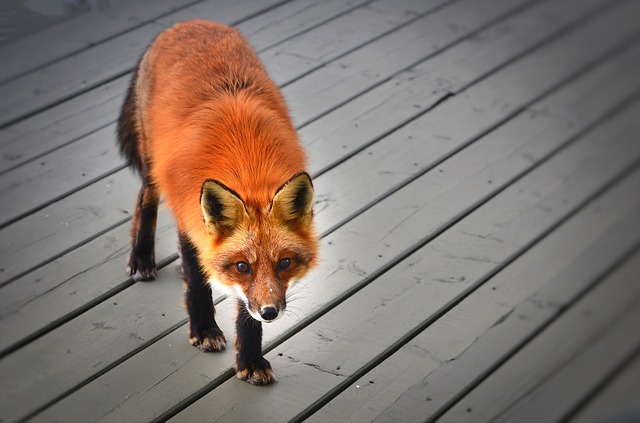 urban fox population