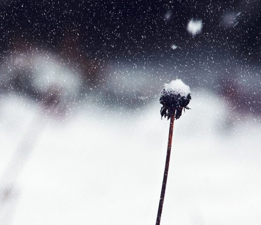 What To Do In The Garden In January? What To Do In The Garden In January