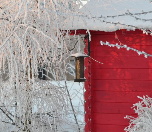 What to do in the Garden in December? What to do in the Garden in December