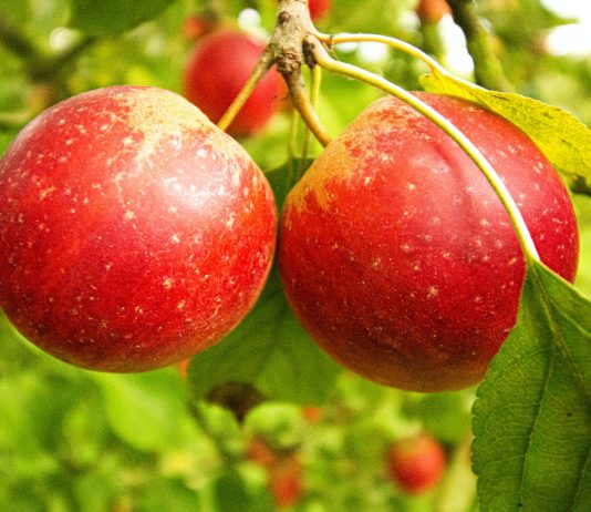 Taking Care of a Mature Garden fruits in garden