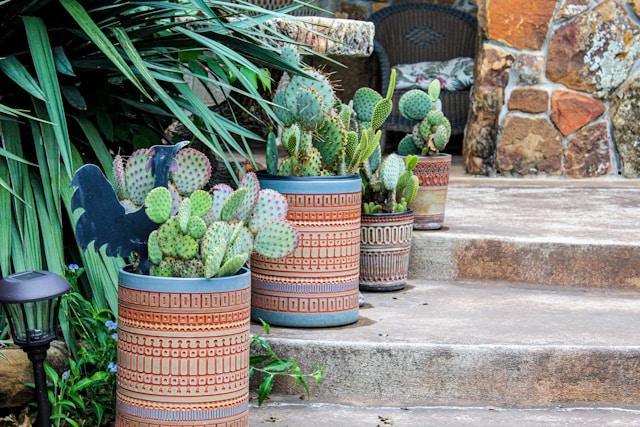 pots-of-green-cactus-during-daytime